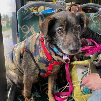 Link do opisu wydarzenia: Spacer z psami z Promyka