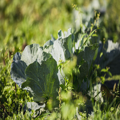 Link do opisu wydarzenia: Święto Kapusty