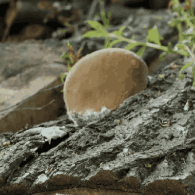 Link do opisu wydarzenia: Po miękkim gruncie. Spacer somatyczny przez las i w głąb siebie