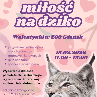 Link do opisu wydarzenia: Miłość na dziko, czyli o tym jak kochają koty