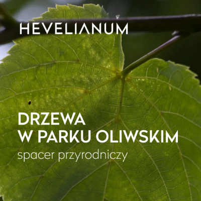 Link do opisu wydarzenia: Drzewa w Parku Oliwskim - spacer przyrodniczy